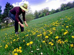 Chateau Buffalo owner Carl Schmitter bends over to pick dandelions from a grassy field