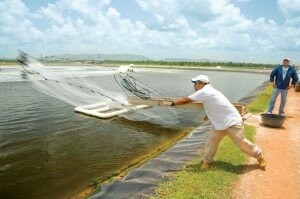 A shrimp farm worker in Belize casts a net into pond waters beneath a huge, blue sky