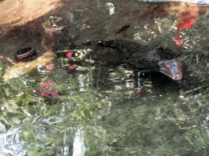 small creature that resembles a crocodile, sitting in the water